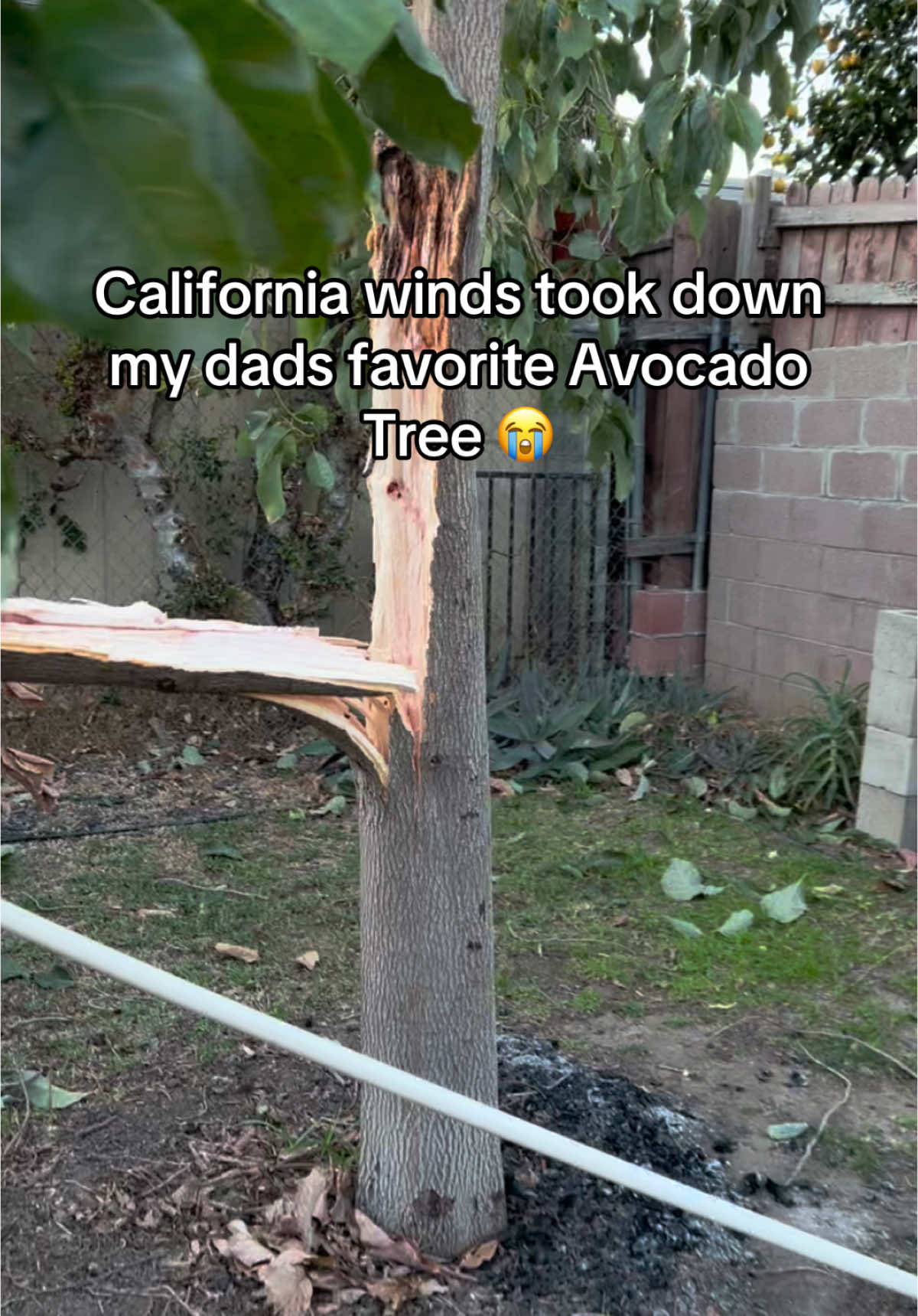 At least it was considerate and didn’t fall on anything 😀#californiawindstorm #californiacheck #avocadotree 