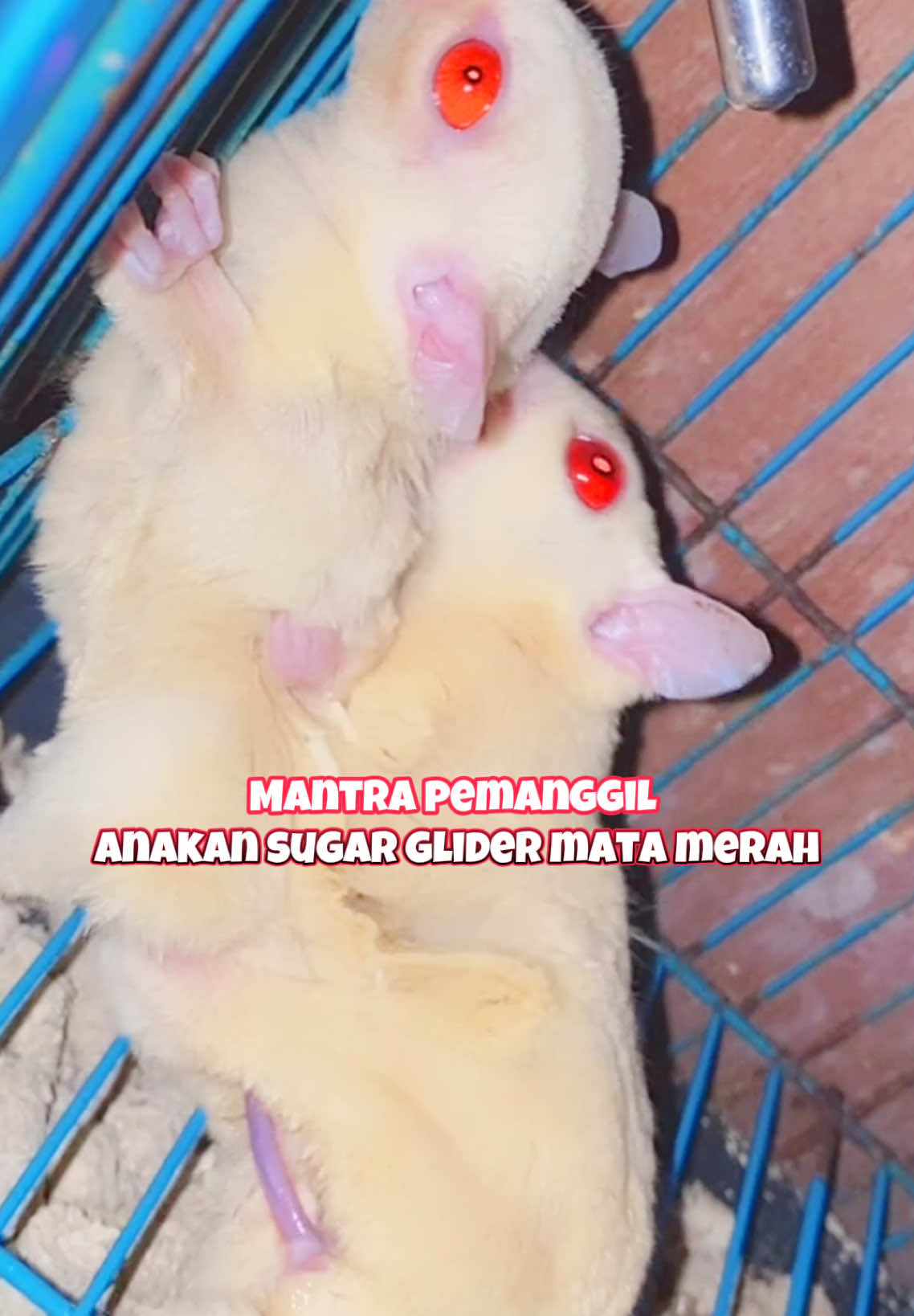 Mantra pemanggil anakan sugar glider mata merah  #sugarglider #sugargliders #amazingsugarglider #sugarglideramazing #sugarglidersoftiktok #sugargliderlovers #sugarglidersurabaya #surabaya #exotic #fyp #hewanpeliharaan #hobihewan #sugargliderjoey #breeding #kawin 