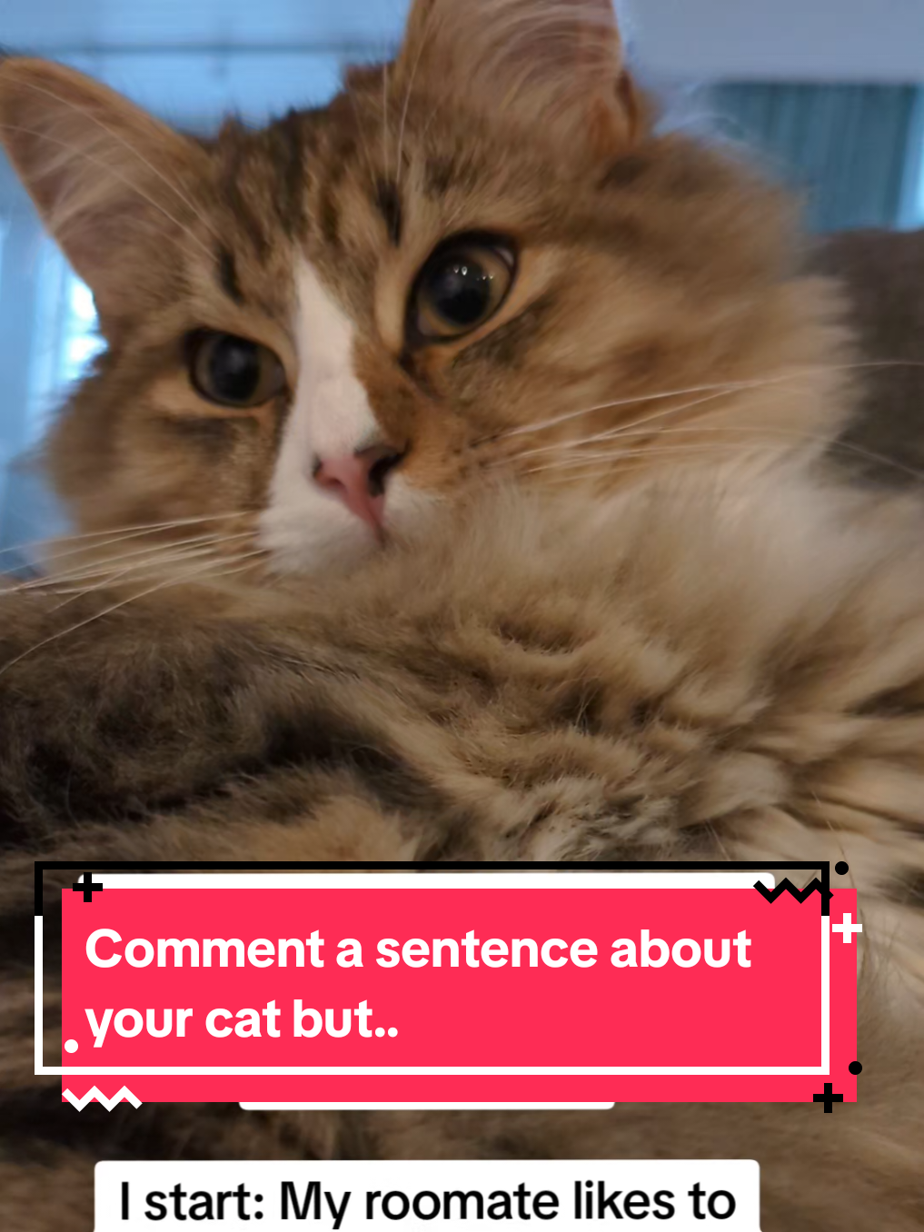 Comment a sentence about your cat but.. #funnycat #kittensoftiktok #cattok #catlovers #catsoftiktok 