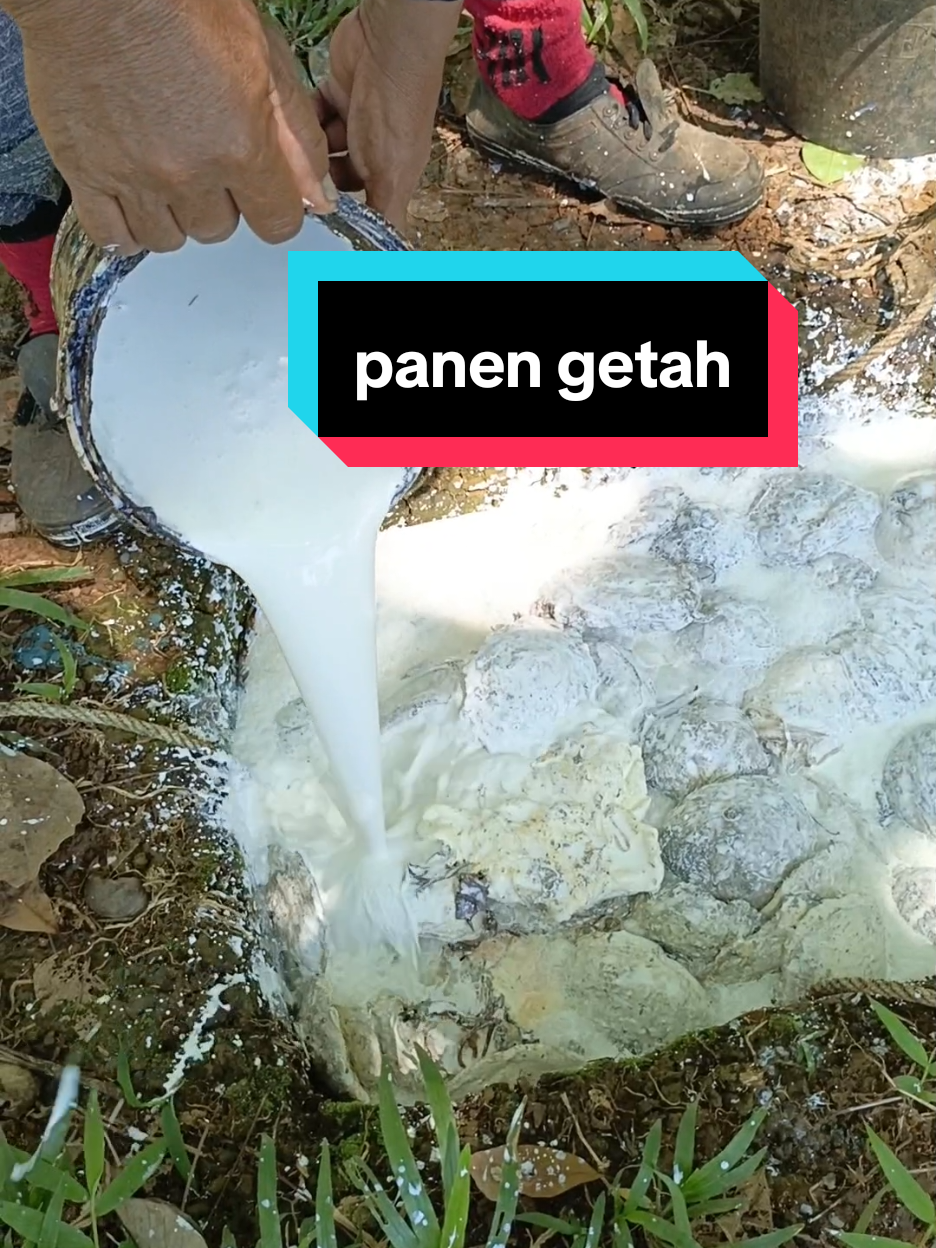 panen getah #nyadapkaret #rubber #masukberanda #rubberband #rubbertree #petanikaret #petanimuda 