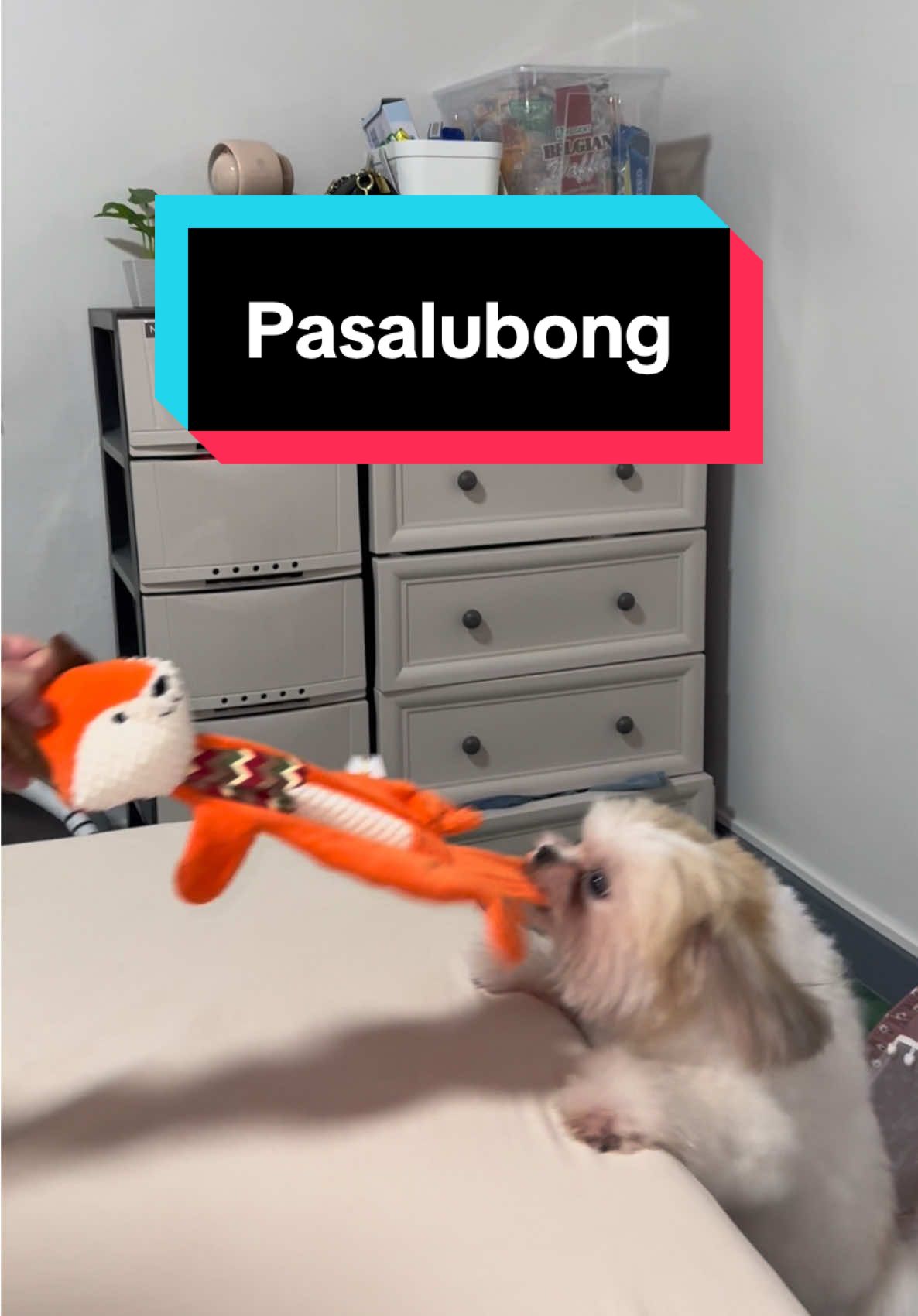 Hindi naisama sa labas kaya kelangan bumili ng pasalubong 🤣 #dogsoftiktok #shihtzusoftiktok #dogtoys #changeandbunso #fyp 