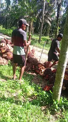nimbang lagi boss🤣🤣 #kerja #nimbang #sawit 