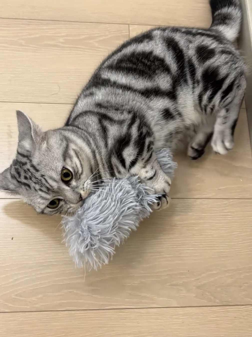 #cat #cattoys #pet #pettoys #catsoftiktok #meme #catlover 