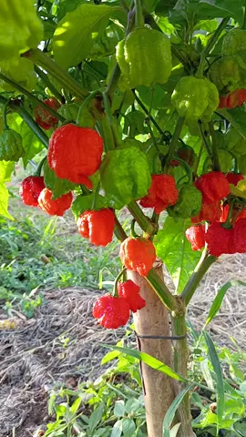 Carolina Reaper 🌶️🌶️#ViralBeauty #chacara #semente #sitio #cultura #pimenta #estufa #viraltiktok #paz #vida #trabalho #natureza #bc #plantas #roca 