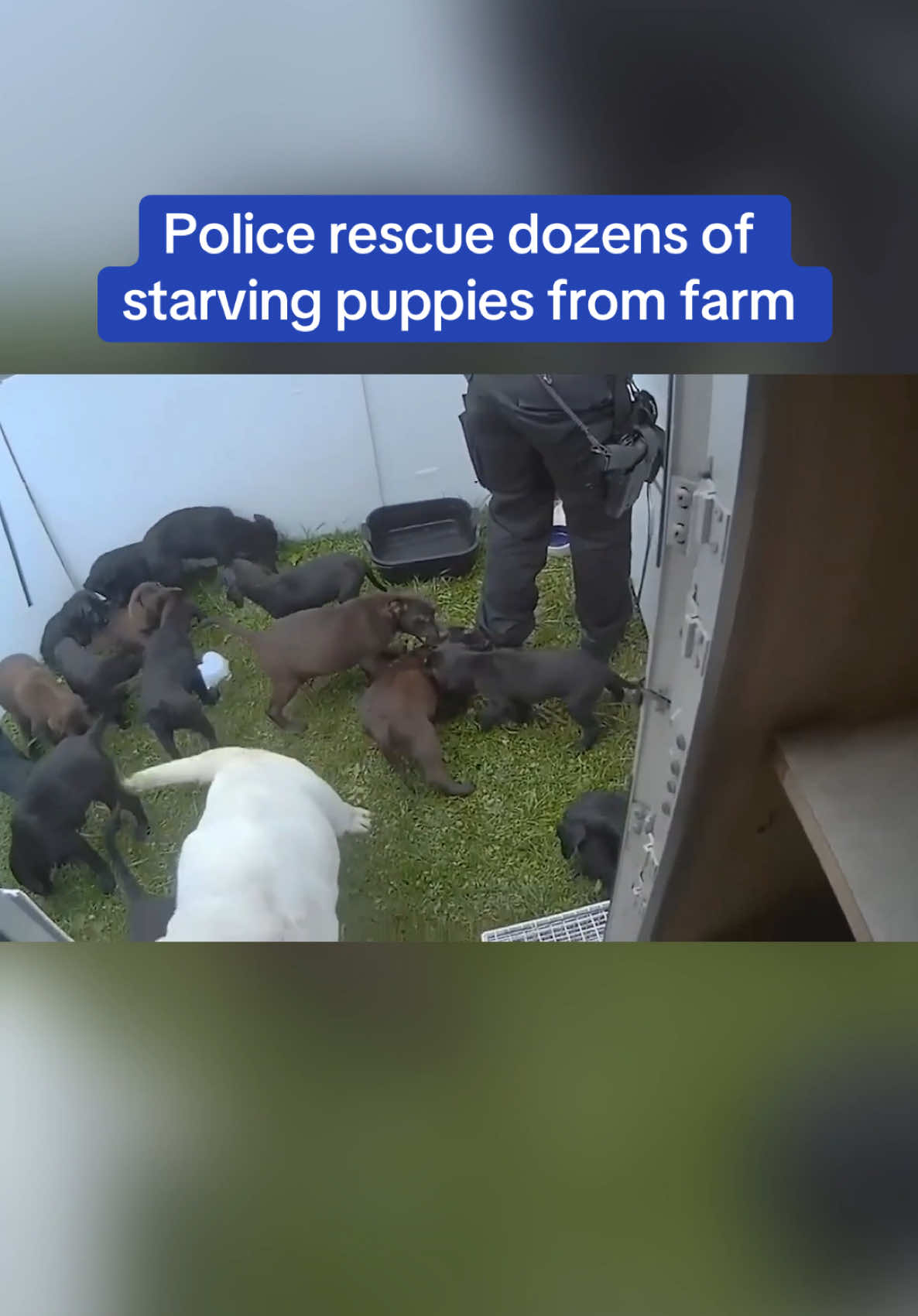 A puppy farm owner who left 35 starving and dehydrated dogs in a dilapidated caravan has been spared jail over a string of animal welfare offences. Micaela Anderson-Letts was handed a 24 month suspended sentence - following the discovery of the farm by Sussex police officers in Eastbourne. #puppies #puppyfarm #eastbourne #dogs #dog #rescue #news 
