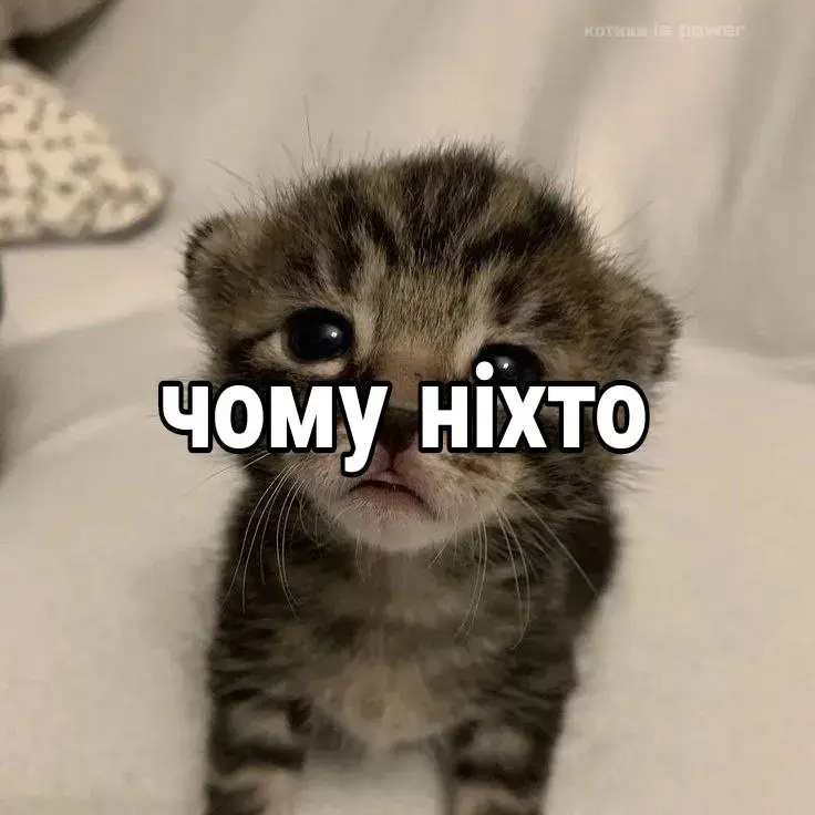 переходь в телеграм котики is power!! там більше!  #her #котики #fyp #foryou #foryourpage #cute #mentalillness #мемиз2026 #українськийконтент #українськийтікток #проблемипроякінеговорять 