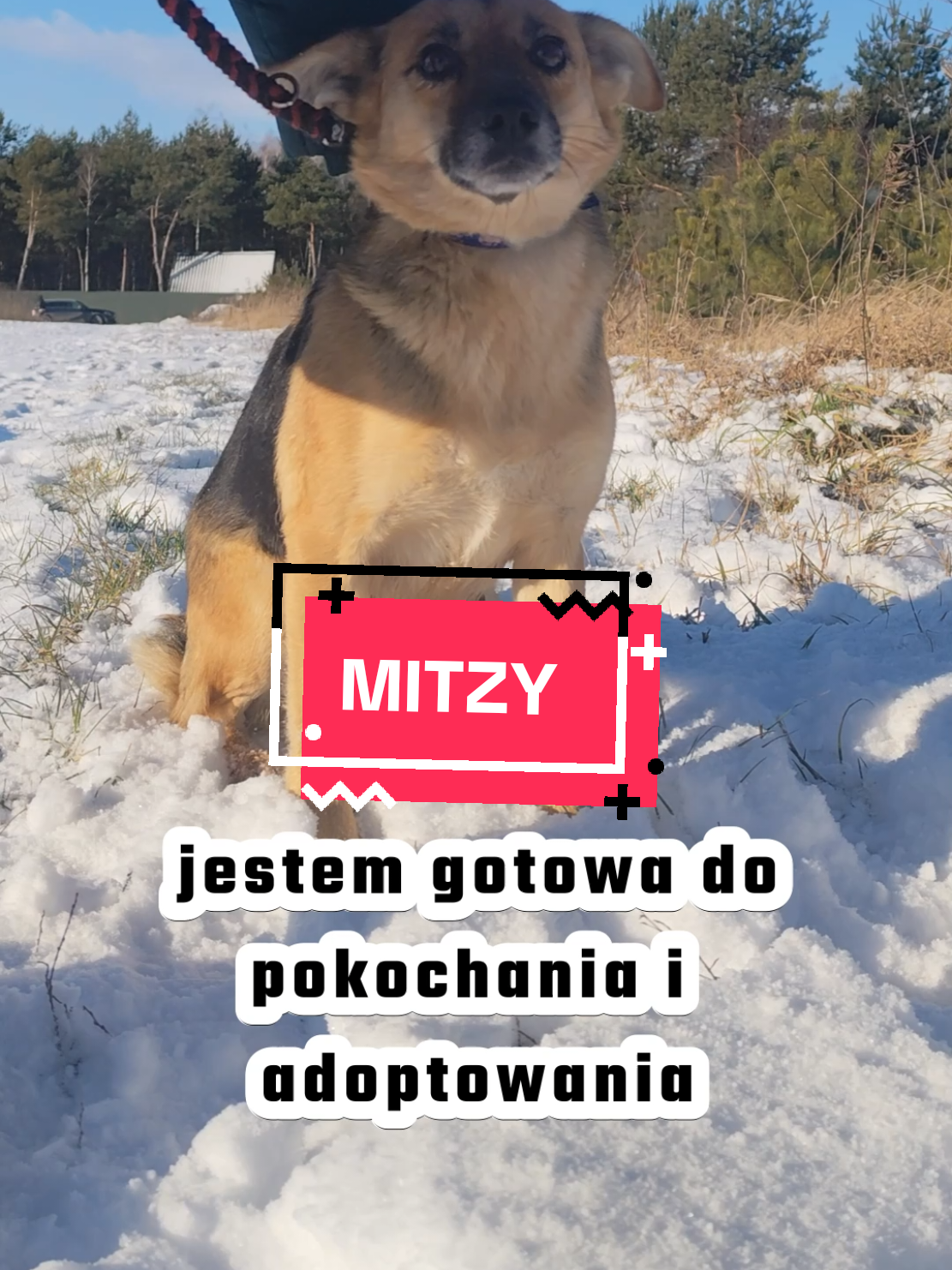 MITZY to łagodna sunia, delikatna i nieśmiała. Do szczęścia potrzebuję tylko Twojej miłości. #dlaciebie #dc #foru #fyp #foryoupage❤️❤️ #dogsoftiktok #dogtok #dog #pies #friends #everyone 