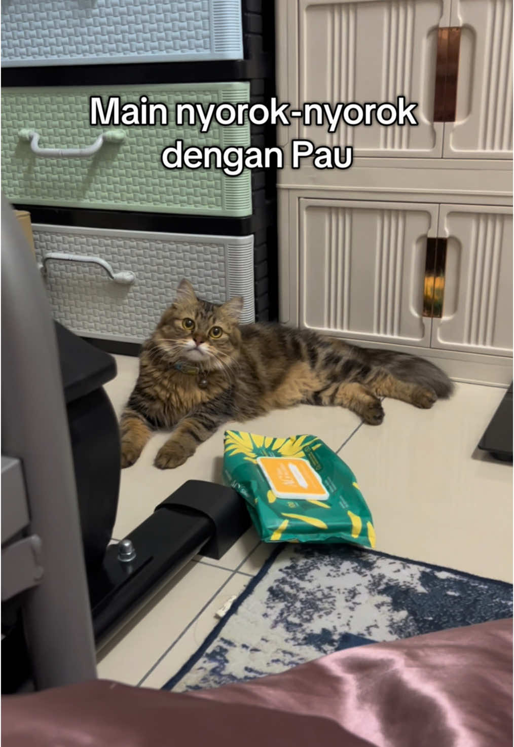 Takde kerja cari kerja 😂 #Paulinathemeowmaid #kucingtiktok #tabbycat #kucing 