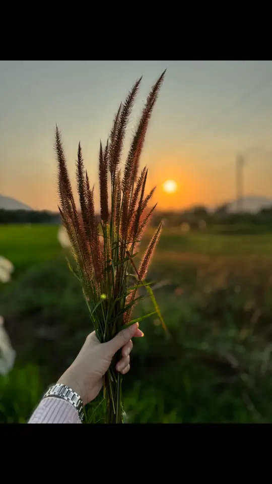 Dáng vẻ đẹp nhất là sau khi đi qua hết giông bão trong đời, có thể thản nhiên ngắm hoàng hôn vào một buổi chiều tĩnh lặng. Dịu dàng với chính mình một chút, vì chúng ta cũng chỉ là một đứa trẻ trong vũ trụ mà thôi... Cảnh đẹp nhất trong cuộc đời chính là sự bình yên từ trong chính nội tâm. Rực rỡ cũng được, bình thường cũng được. Biết đủ để hạnh phúc là được. Nguyện cho tất cả niềm vui trên nhân gian đều có phần bạn, ngẩng đầu là xuân, cúi đầu là thu... St