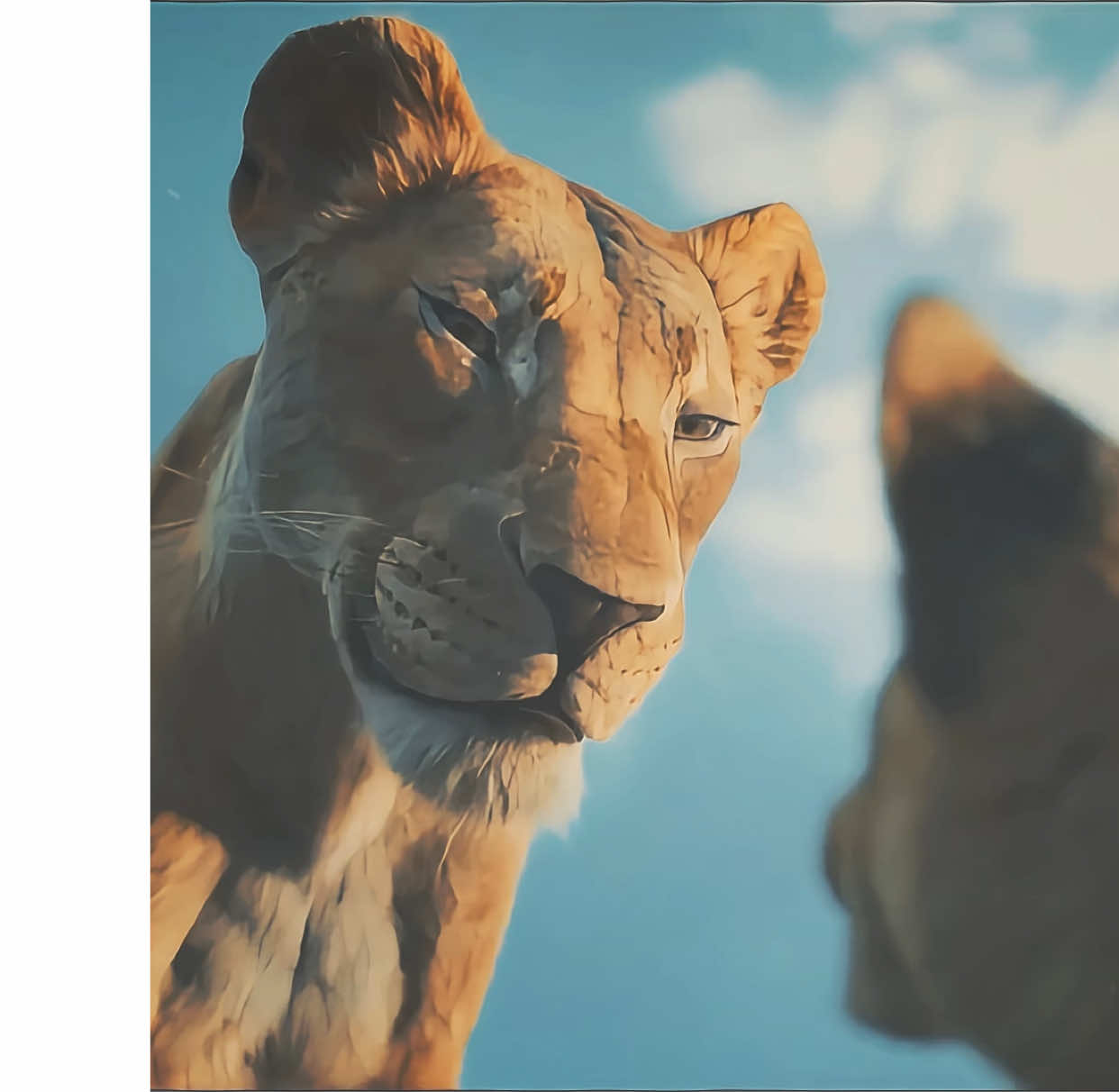 The brotherhood of Scar and Mufasa#thelionking #mufasa #scar #smiba #edit 