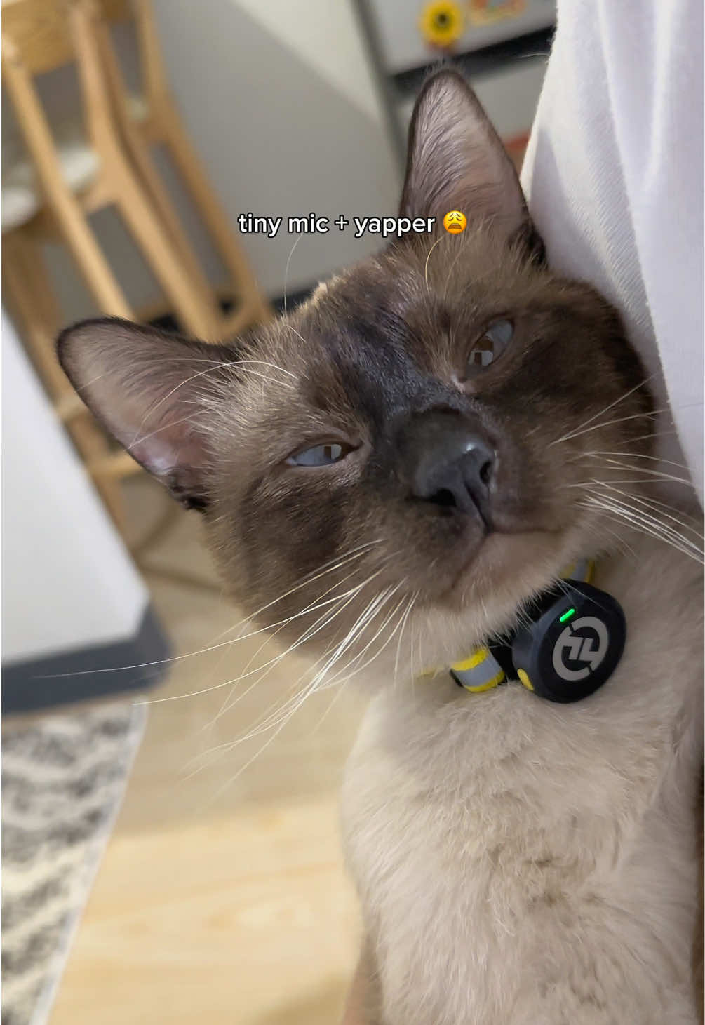 yapper cats 🎙️😸 Lark M2 mini mic from @Hollylandglobal @Hollyland PH  #catsoftiktok #yapping #cattok #siamese #catlover #talkingcat