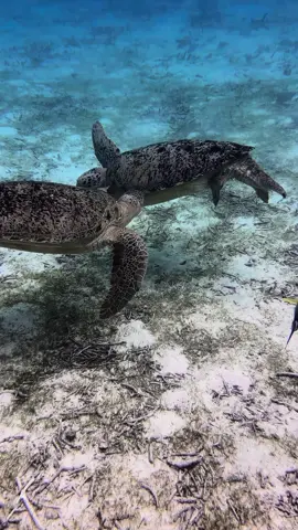Green Sea Turtles 🐢  . . . . #turtle #greenseaturtle #savetheturtles #savetheplanet #savetheocean #oceanlife #oceanview #underwaterlife #underwaterworld #underwaterphotography #padi #scubadivinglife #underwatervideo #wildanimals #wild #destination #iphone14promax #visitmaldives #fly #flyyy 