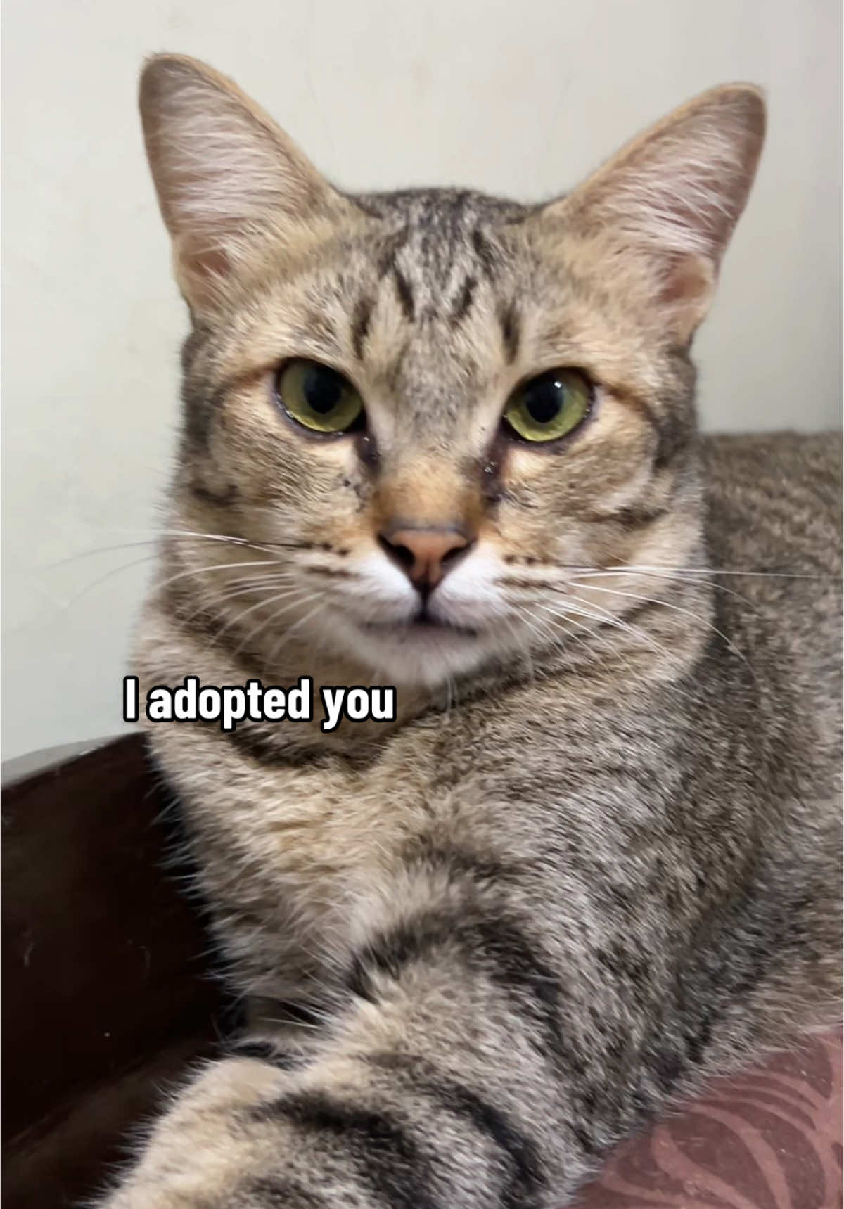 You’re are adopted ♥️          #funnycat #funnycatvideo #catsoftiktok #adoptedcat #fyp 