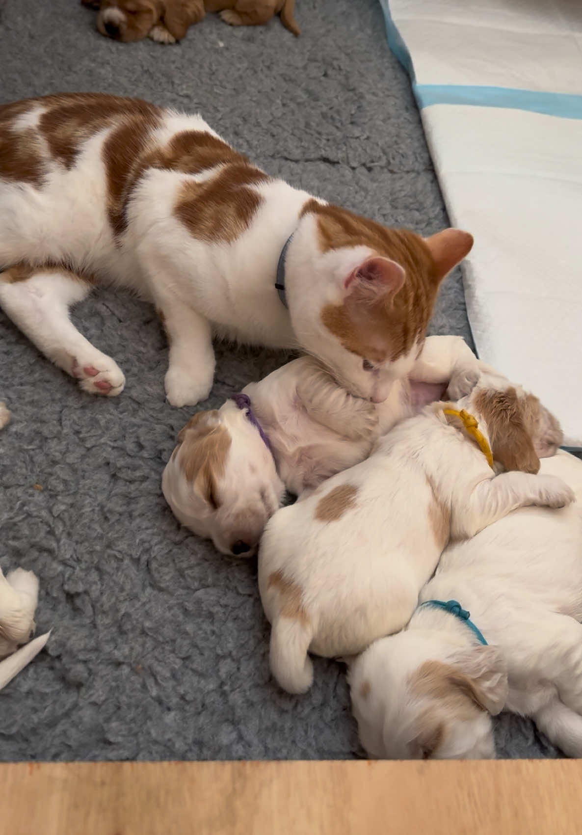 Marmalade couldn’t wait for his puppies to grow up & play with him.  I love seeing how gentle he was when they were so delicate & the gradual switch up when they finally start playing with him. & yet it’s still so far from how he played with Maple (mum)   #marmalade #puppy #catanddog #cockerspaniels #showcockerspaniel #showcockerspaniels #growingup #kittenandpuppy #BestFriends #uncle #unclemarms #cockerspaniel #kitten #puppies #maple