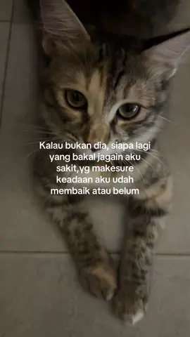 Love you so much cantikuu😘😘 #cat #kucinglucu #kucingtiktok 