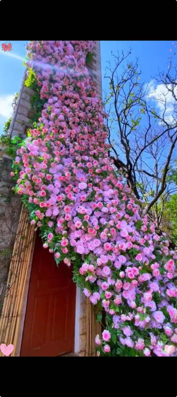 Transform Your Garden with Cascading Rosebushes: Plant Now for a Blooming Wonderland!#roseflower #fogarden #bloomingwall #traderjoesflowers #wallflower #bestflower #tiktokshopblackfriday  #gardengoals #plantsoftiktok