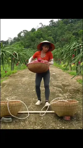 #singlemom #harvest  #farmbuilding  #dailylife  #motherandson  #Meetthegiantfish  #fishtrap  #wildfishpond  #harvesttomatoes #redtomatoes #winterfishharvest  #naturalfish  #Cookeggs #preservedfish #catchingstreamfish #keepyourbabywarm #radishharvest #Cookwithyourchildren #vegetablecare #chef #market  #eatgrilledfish #howtocatchgiantfish #cookfoodforpigs #singlegirl #homefishpond #giantishharvest  #Catchfishwithyourchildren #livewithnature