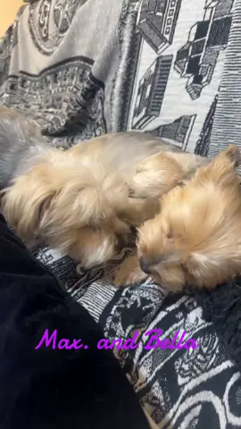 #cute#little#puppies#of#tiktok#dog#animal#fypシ 