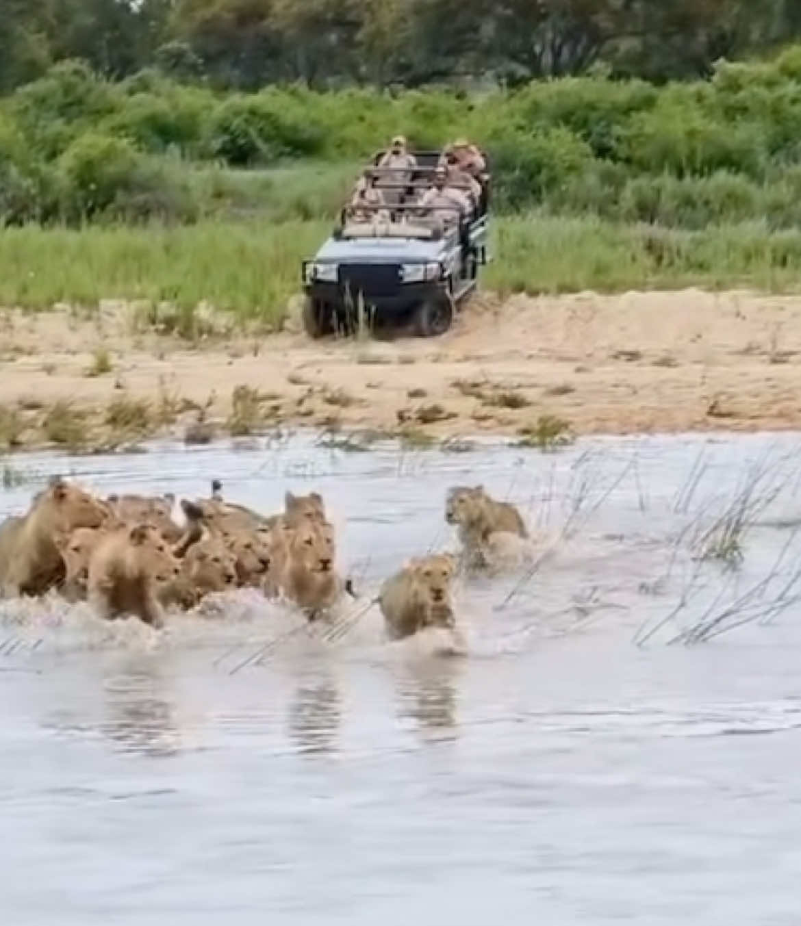 Watch how the Pride of Lions waited for the last Lion so they can all cross the river together. Shows how much animals care about themselves 🙏🏽🙌❤️❤️ #africanwildlife #nature #wildlife #safari #gamedrive #elleafricasafaris #elleafricasafari #lions #lion 