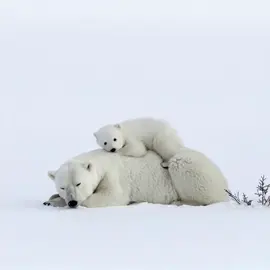 Feeling sleepy  #polarbear #polar #discover #animals #viralvideotiktok #disney #naturelove #naturevibes #viralvideo #feelinggood #explore #baby #goodvibes #newborn #newyear #newyearbaby #feelings #wildlife