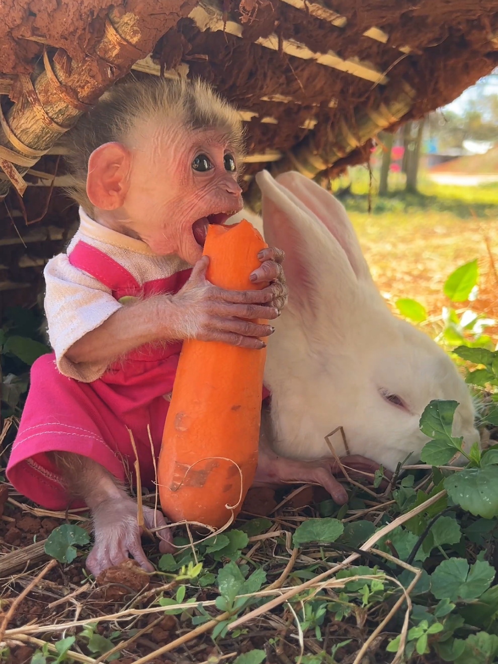 Baby monkey Moon wants to be friends with rabbit. #monkey #babymonkey #monkeydluffy #monkeysoftiktok #rabbits 