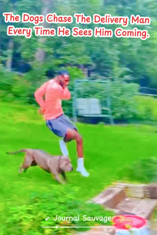 The dogs chase the delivery man every time he sees him coming. #satisfying #animals #dogs #Running 