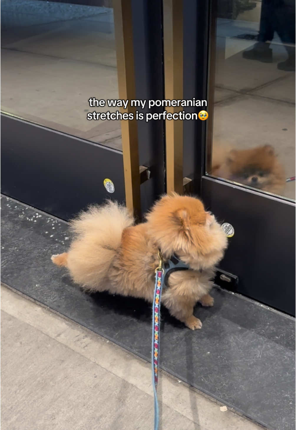 he is a ballerina #dog #pomeranian #dogsoftiktok #cute #cutedog #cutevideo #puppy #funnyvideo #funnydog #funnyanimals #fyp #keanu 