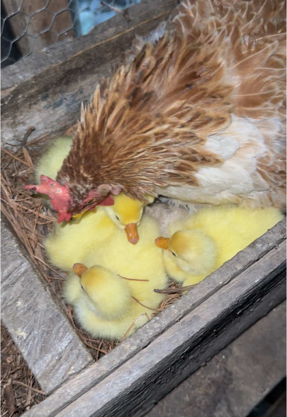 #goslings #backyardchickens #homestead #hatchingeggs #fostermom #dayinthelife 