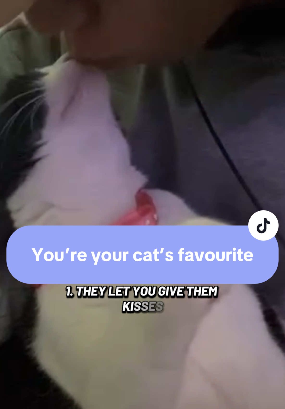 You’re your cat’s favourite if they accept you do these things. #catsoftiktok #cat #cats #cattok #fyp #fypシ゚ #foryourpagе #foryou 