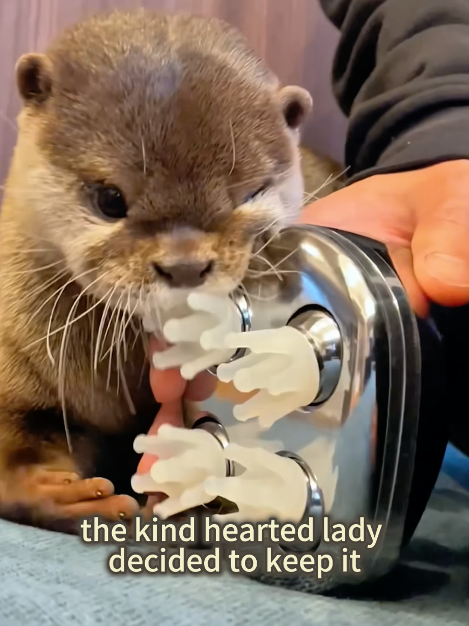 This otter refuses to leave her.#foryou #animals #otter #cute #rescue 