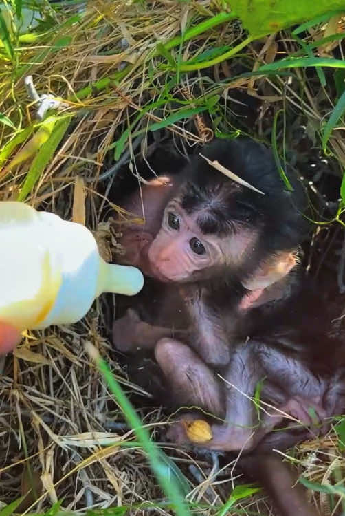 The poor baby monkey #monkey #monkeys #monkeydluffy #babymonkey #cute #cutemonkey #wildlife #monkeyface #usa #wildanimals #animals #pet #foryou #cuteanimals #poor #monkeybaby #monkeylover #babyanimals #adorable #viral 