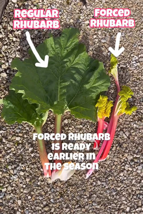 Forced rhubarb is so expensive to buy in the shops, but you can easily grow it at home! Rhubarb forcing is the practice of growing rhubarb plants in the dark. The lack of light and slightly warmer temperatures inside the forcer encourages the rhubarb stems to shoot up rapidly in search of the light. Because it grows so fast, forced rhubarb is ready earlier in the season than regular rhubarb. It’s also sweeter because the lack of light reduces the presence of oxalic acid (which normally makes rhubarb sour) in the stems. Rather than the usual reddy green the stems are a shocking pink 🩷🌱 To force a rhubarb plant, place a rhubarb forcer or something similar like an upturned bin or bucket over the crown just as it starts to bud. Make sure the light is completely excluded. Check once a week and harvest when the stems are about 30cm long or reaching the top of your forcer. Depending on the variety of rhubarb you have and where you are, your plants may still be in bud or only have small leaves which means you can still force your rhubarb! Only force established crowns that have been in the ground for at least one growing season. Don’t force the same crown for 2 years in a row as this can weaken the plant. Remember the leaves are poisonous - don’t eat the leaves! #rhubarb #selfsufficient #gyo #growyourown #growyourownfood #homestead #smallholding #garden #lovegardening #kitchengarden #veggarden #plants #igrewthis #ediblegarden #gardendesign #spreadsheets