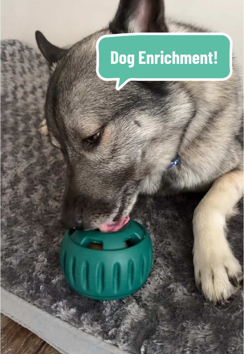 Kongs are out because the Pupsicle is in! This enrichment toy has been the best thing for my high energy dog! #dogenrichment #pupsicle #norwegianelkhound #dogsoftiktok #enrichment #woofpupsicle 