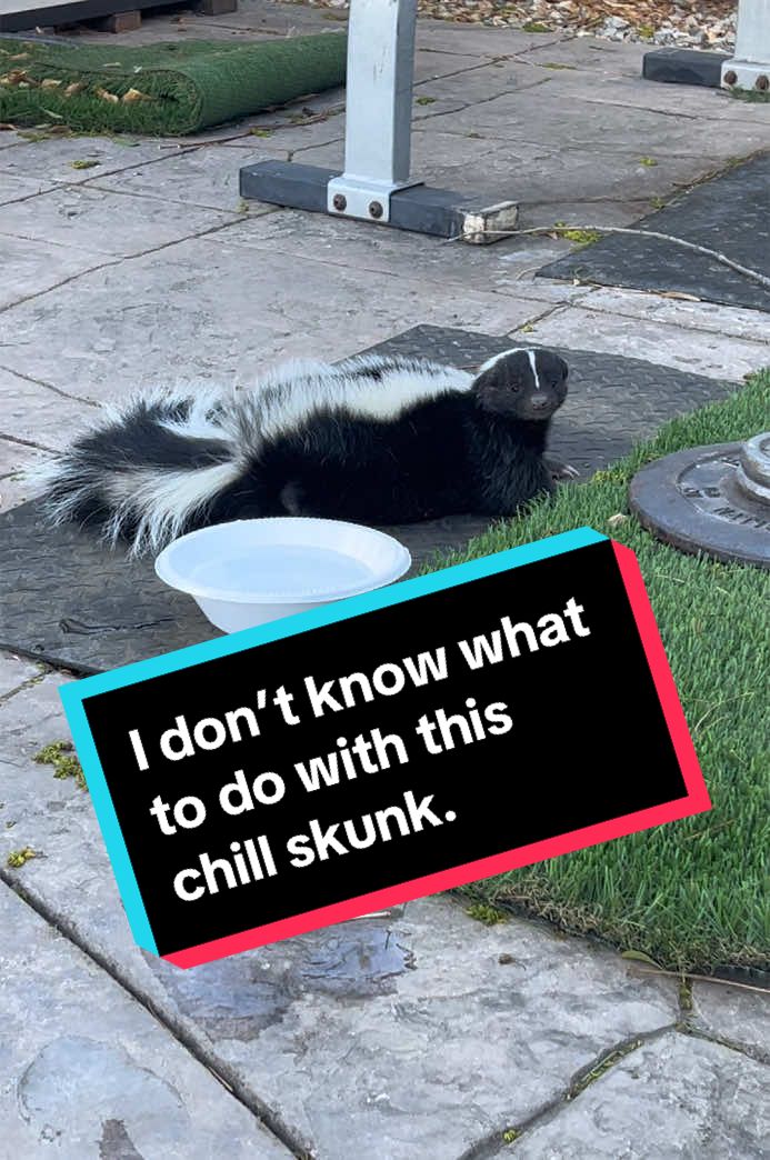 I just found this skunk chilling in my front yard. I’m not sure if he came from one of the fires, but he looks wasted if anybody has any suggestions what to do I’m all ears. #Fire #LosAngeles #Wind #Skunk.