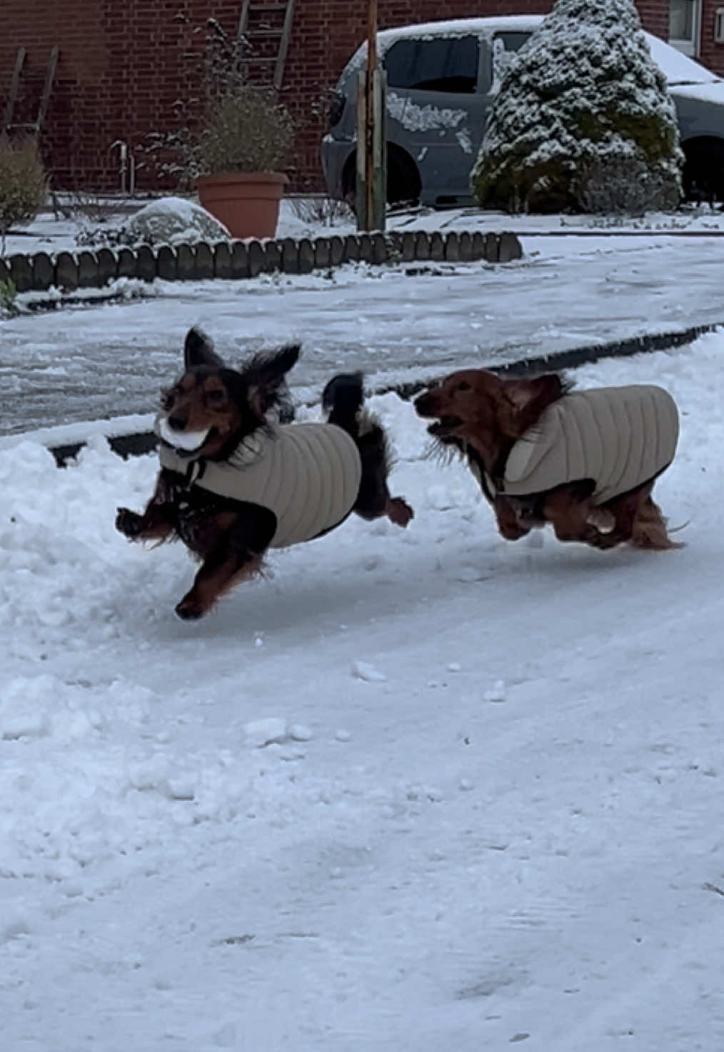 Speedy 💥 #dachshundoftiktok #carlotheteckel #teckelcarlo #wienerdogs #winter #snow #speedyconzales 