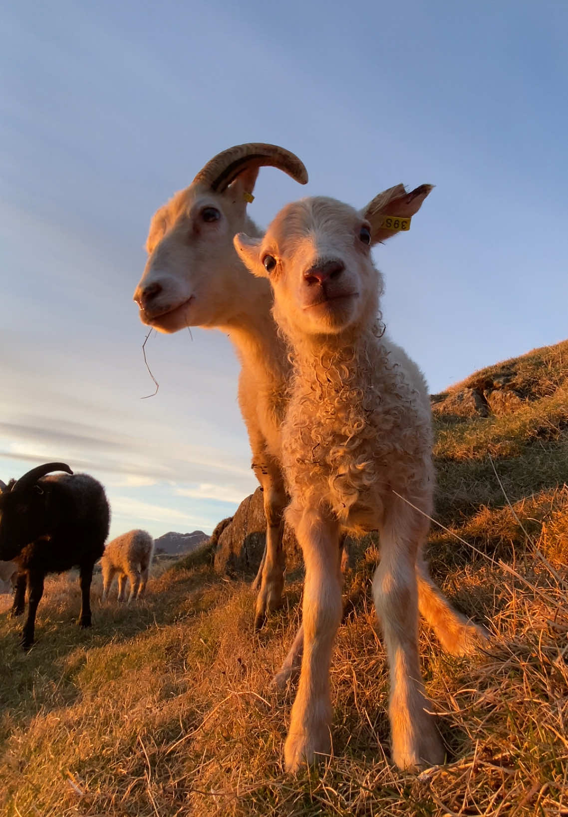 Since y’all couldn’t get enough of the first one 😌 #peekaboo #lambs #sheep #icelandicsheep #iceland 