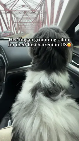 Their first hair cut in the US🥰 #shihtzu #shihtzusoftiktok #dogsoftiktok #fyp 