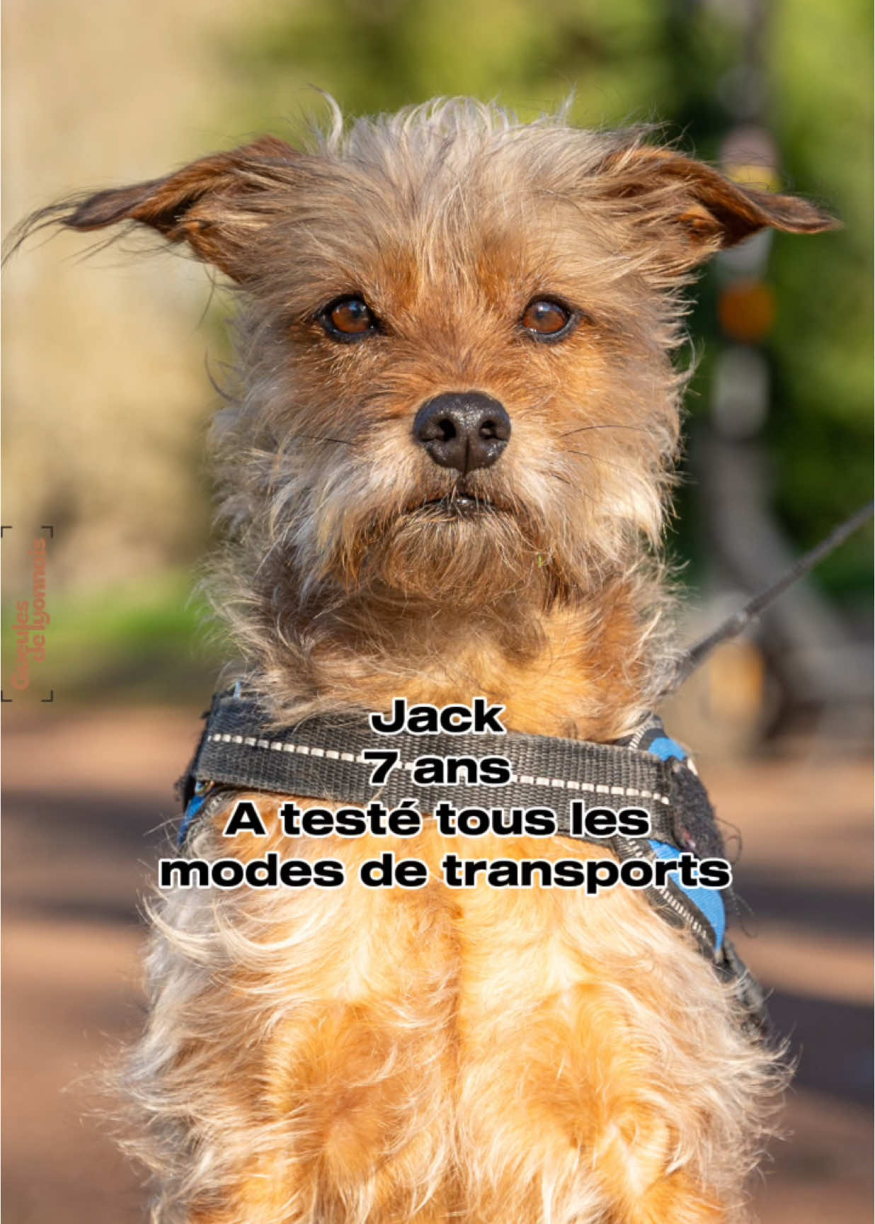 Jack, 7ans, Croisé on sait pas  A testé tous les modes de transports ✈️ 🚤  🚲 🛵  📍Parc de la tête d’or  Si vous avez des idées sur le croisement que pourrait être Jack, n’hésitez pas a partager vos avis !  Bravo a cette dame qui a donne une super vie a Jack est qui l’a sorti de la rue !  #dog #gueulesdelyonnais #dogphotography #portrait #chien #photography #lyon #rescuedog #rescue #mixdog 