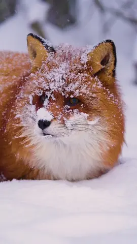 Red foxes and 1 meter of fresh powder snow is the perfect combination 🦊🌨️  #redfox #fox #foxes #vulpesvulpes #norway #norge #bjørneparken #fx3 #animals #animalvideos #animalphotography #snow #winterwonderland #nature #naturelover 