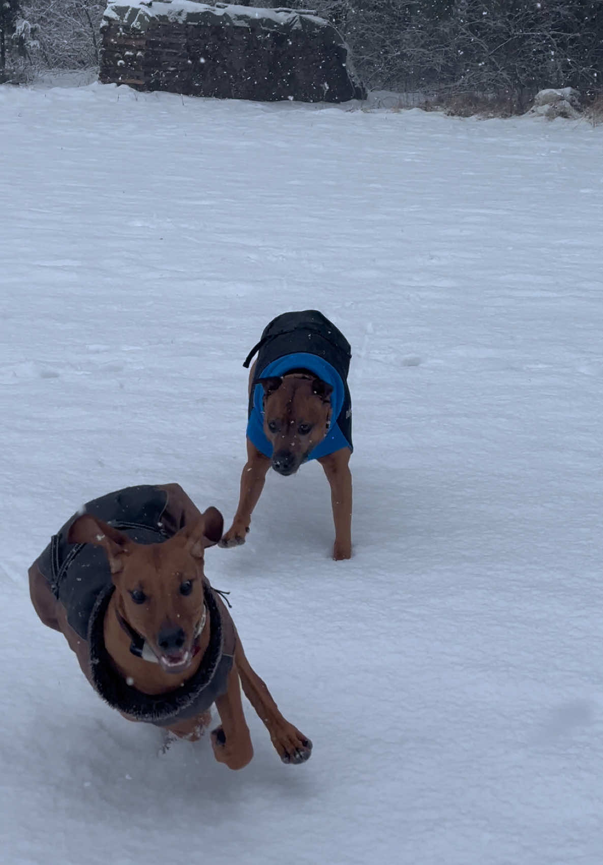 Wunderschöne Schneewanderung mit Hundefreunden #ridgeback #terriermix #schnee #winter #wandern 