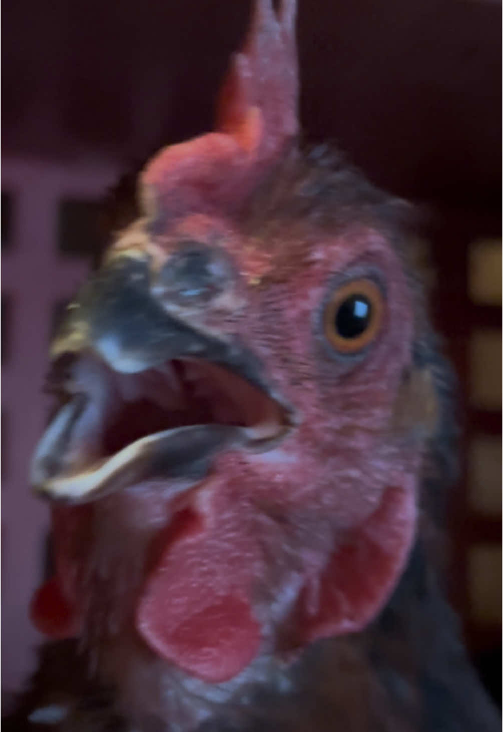 This screaming chicken had a lot to say this morning! #chickens #chickensoftiktok #poultryfarm #farmtok #screamingchicken #funnyanimals #farmanimals #fyp #foryou #