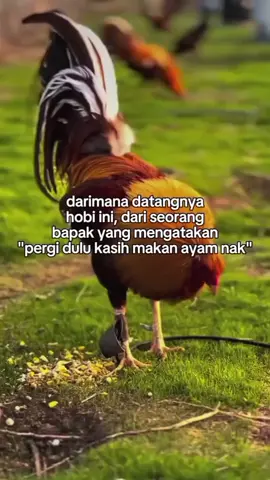 #fy#ayampilihpin🇵🇭#fyppppppppppppppppppppppp 