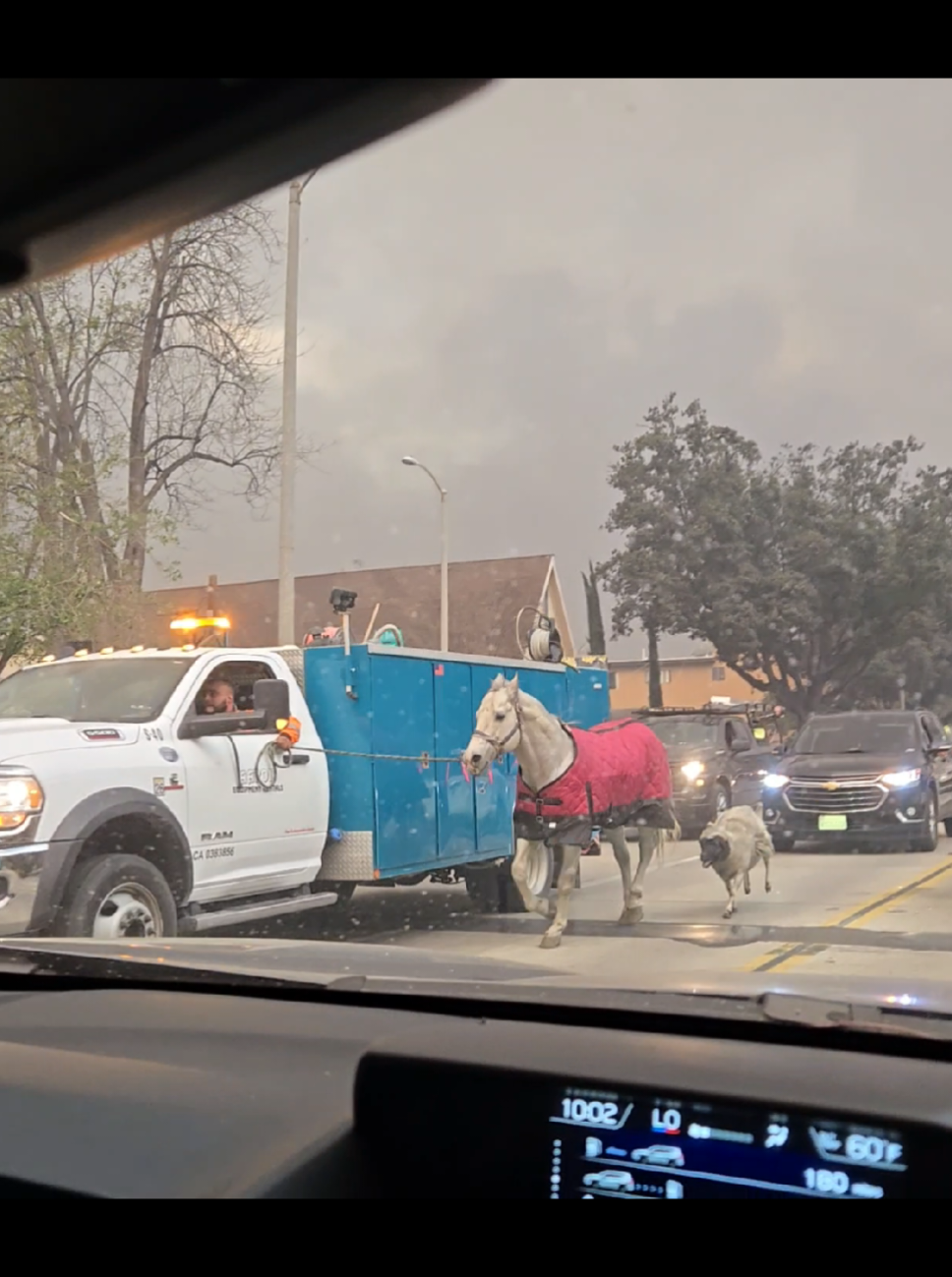 I'm crying 😢. After realizing we're safe now, it is time to help. #Altadena #fires #pasadenacalifornia #horses