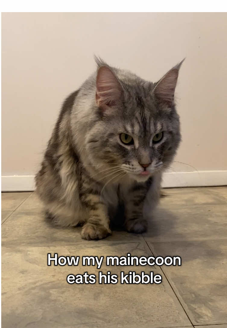 One by one 😆 #mainecoon #mainecoonsoftiktok #funnycats #boycat 