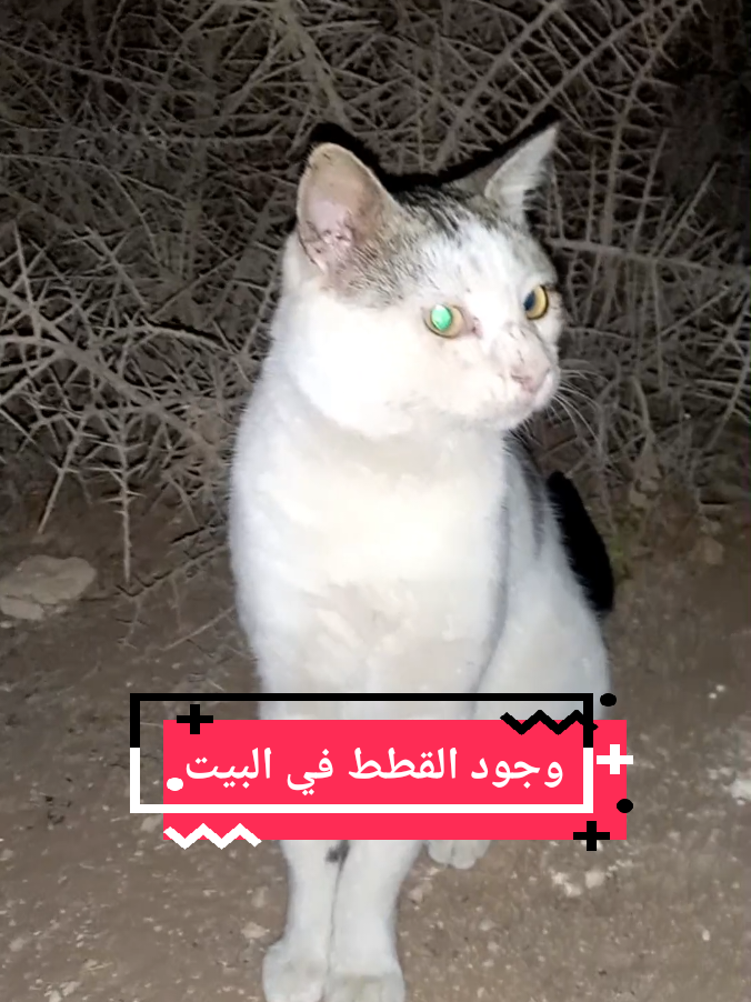 وجود القطط في البيت  #قطط #قطة #قط #catsoftiktok #france🇫🇷 