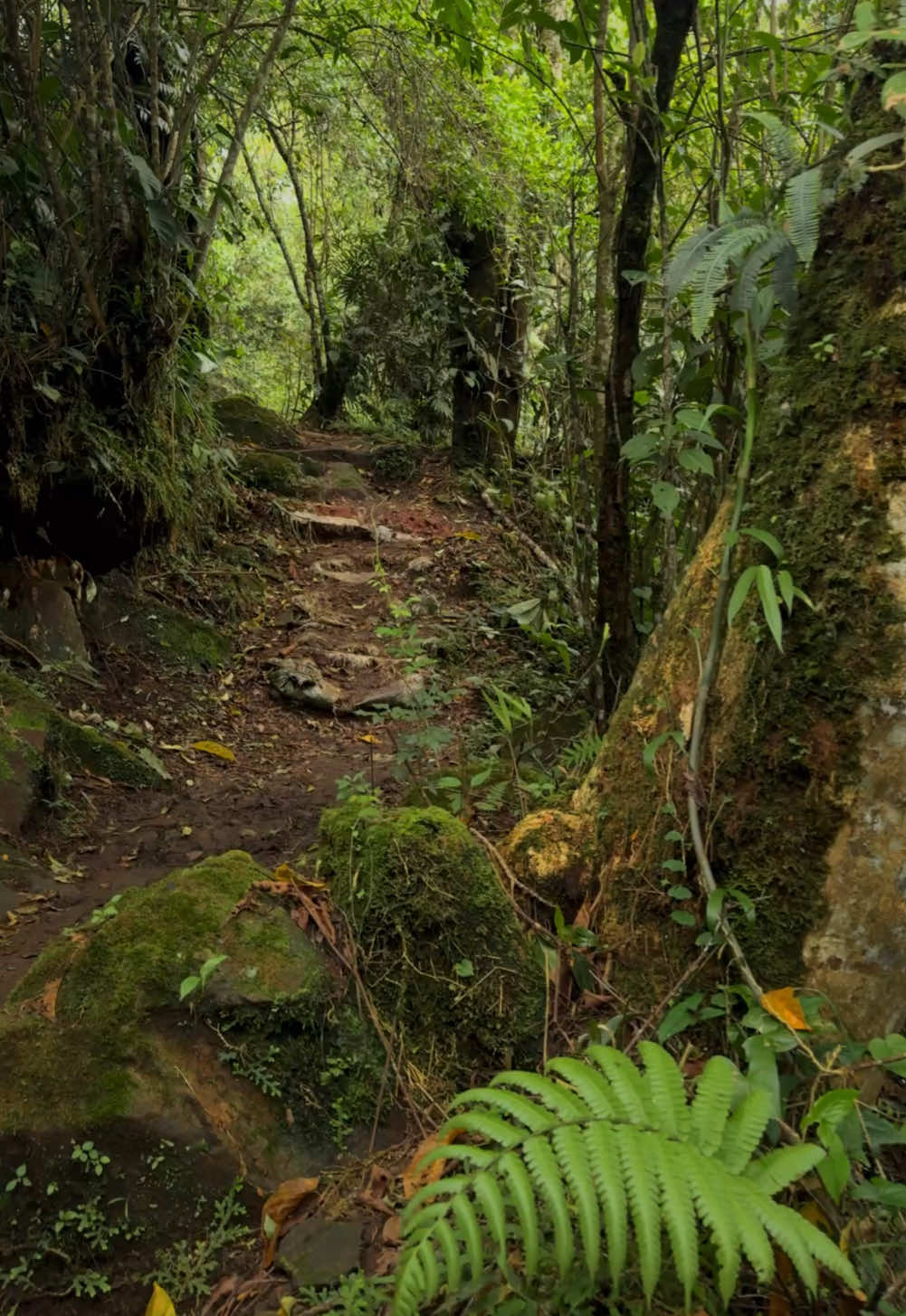 📍Camino a Catarata Las Trillizas, Santa Cruz, Turrialba, Costa Rica #forest #Hiking #costaric