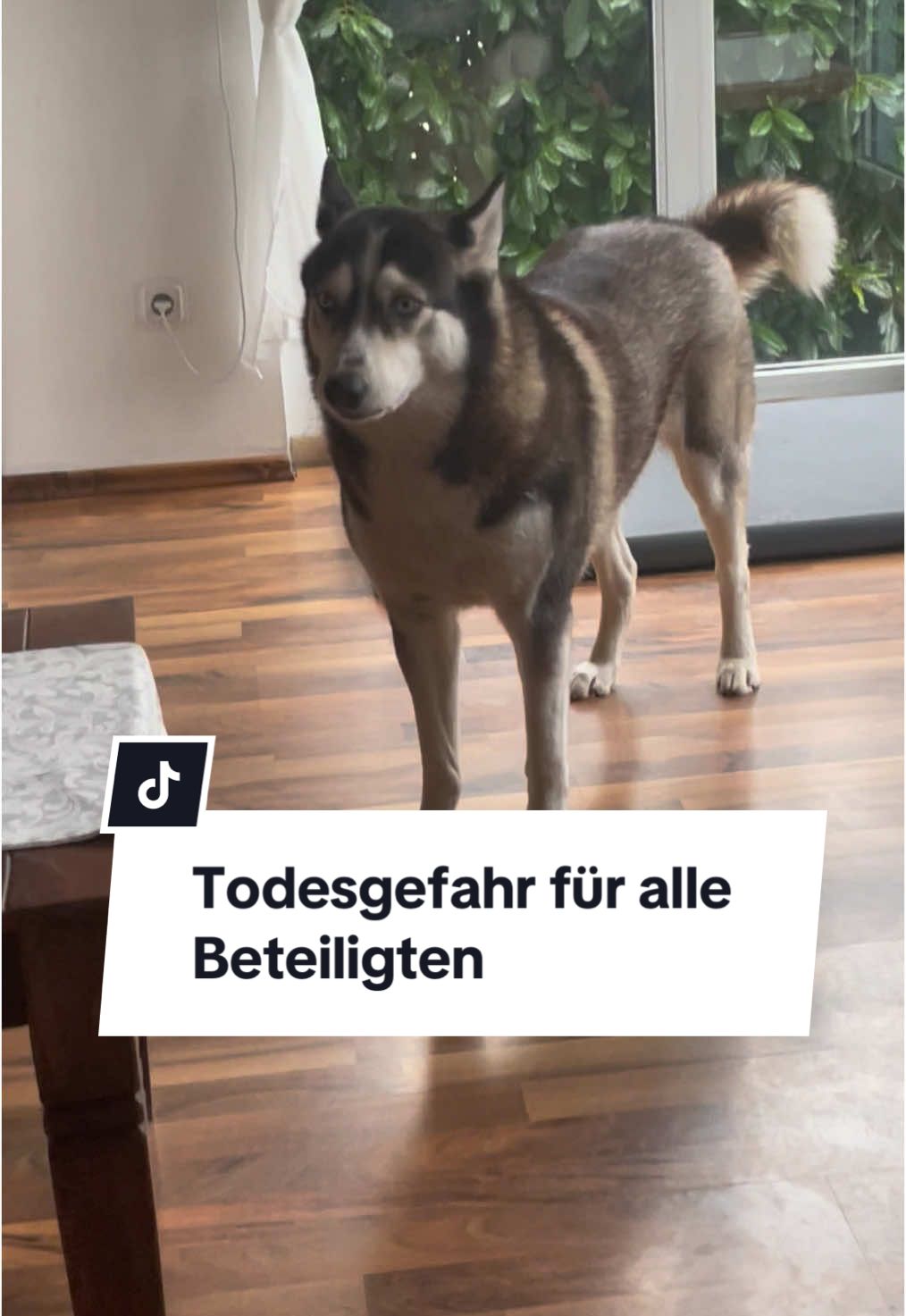 Wenn der Kater von den Hunden überrollt wird und die Hunde zu Tode erschrecken. Gefahren im Tierhaushalt 😂 #sibirianhusky #canecorso #funnydogsoftiktok #huskytalk #dogtoks #dogtalking #dogsinging #huskytalking #howlingdog 