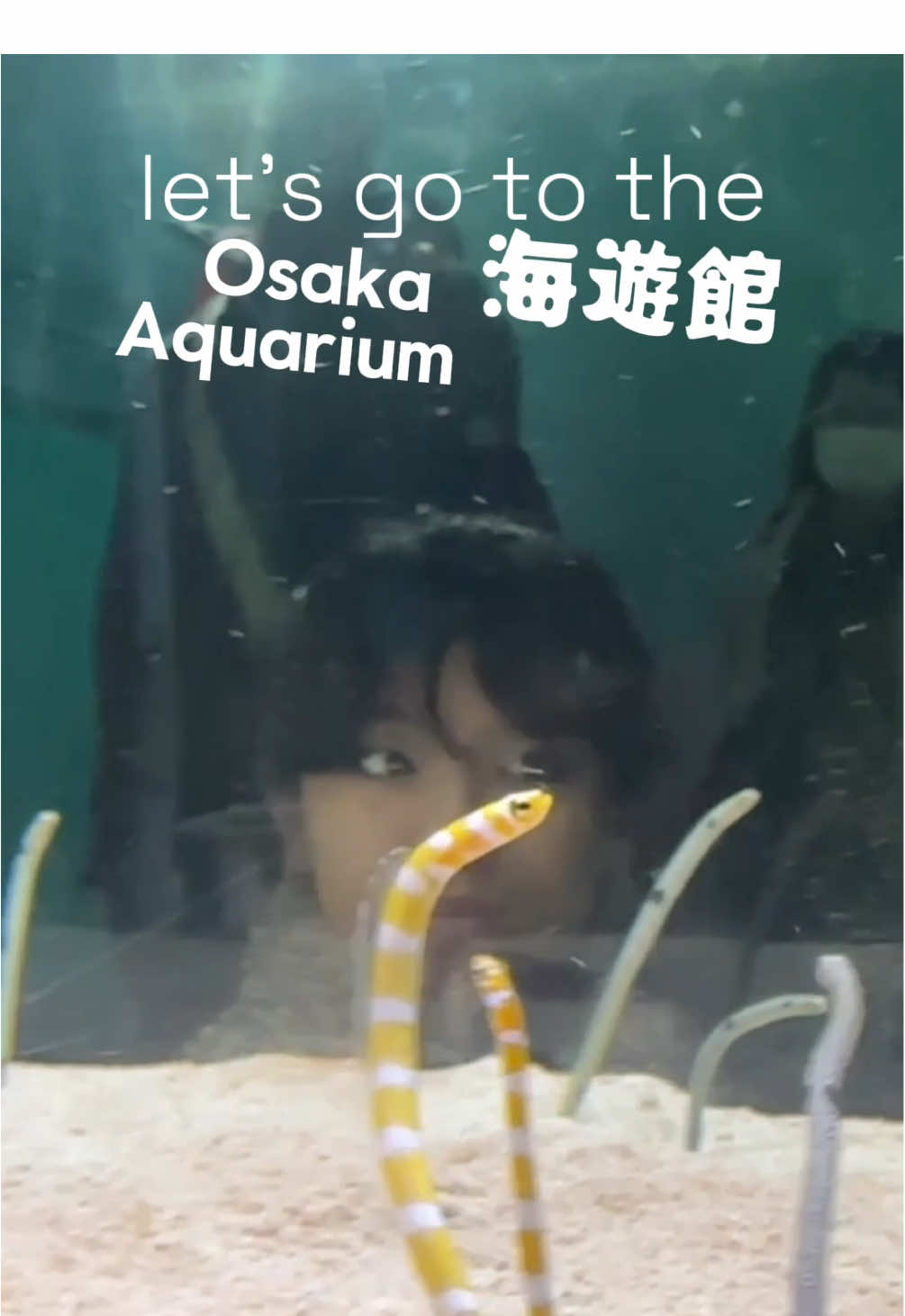 🐳 🦈 Switching to marine biology lol ⭐️  #aquarium #whaleshark #gardeneel #osaka 