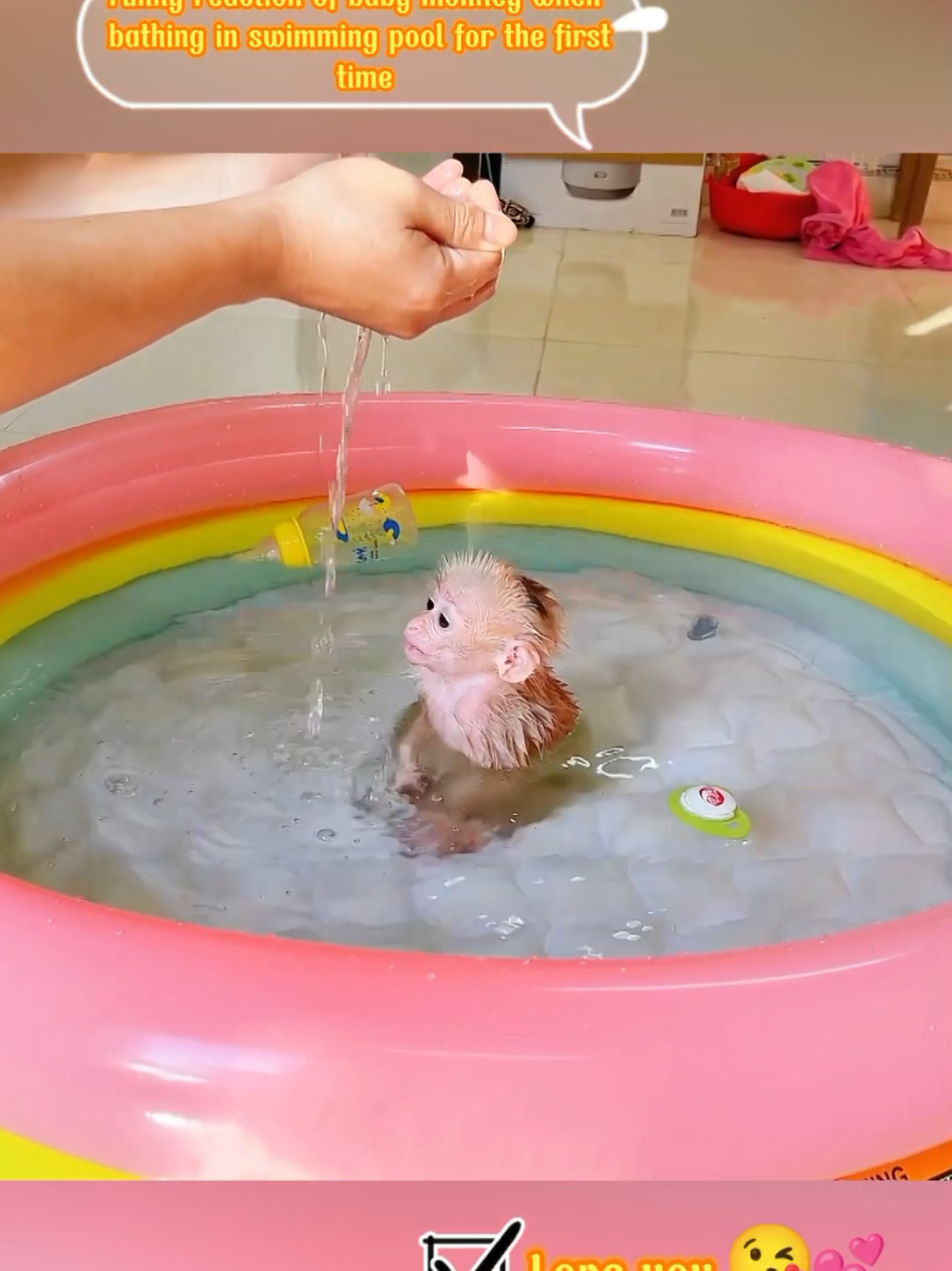 Funny reaction of baby monkey when bathing in swimming pool for the first time #cute ##babymonkey #monkey #animals #cutepet #animal 