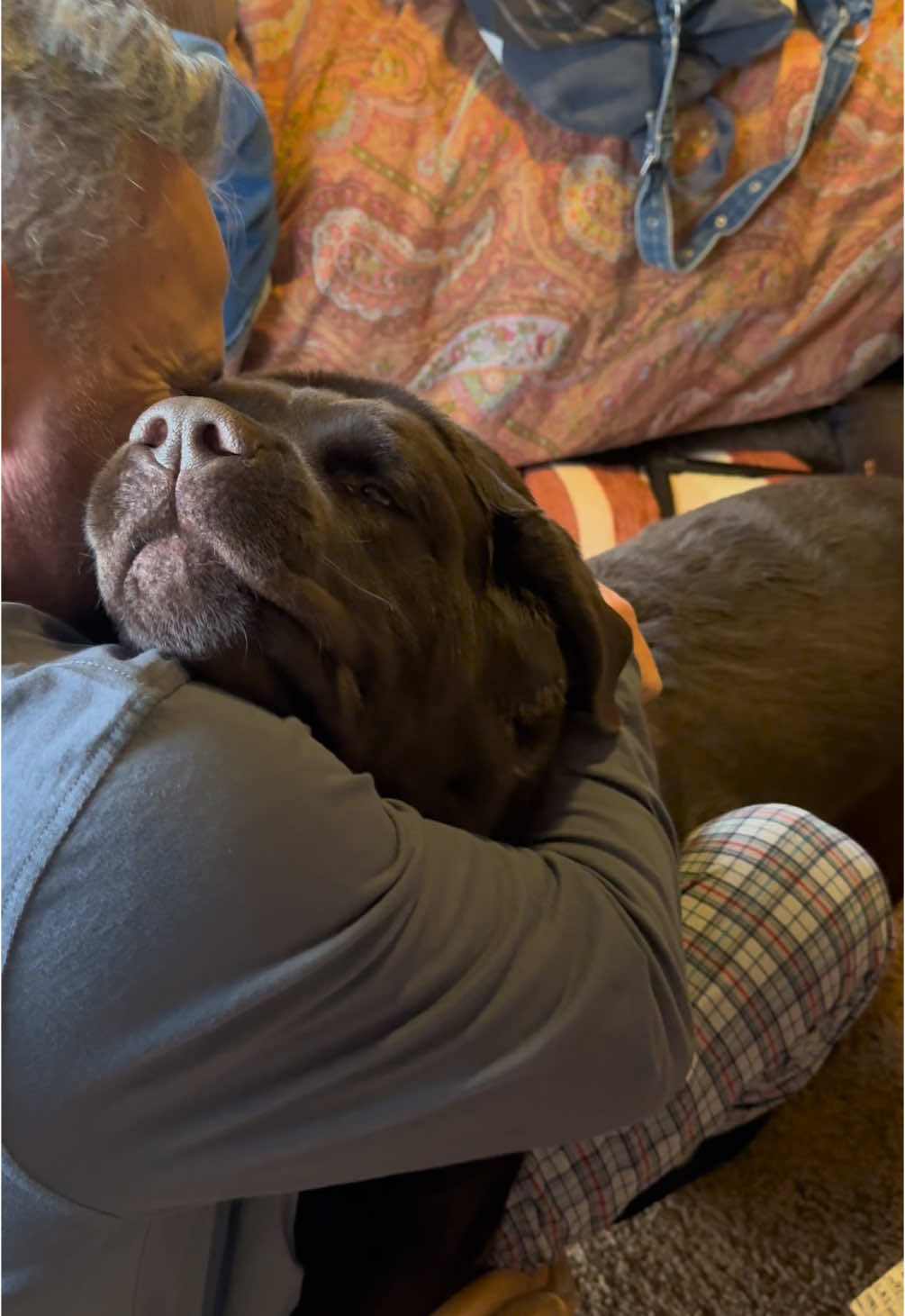 daddy loves me  #chocolatelab #chubbydog #dog 